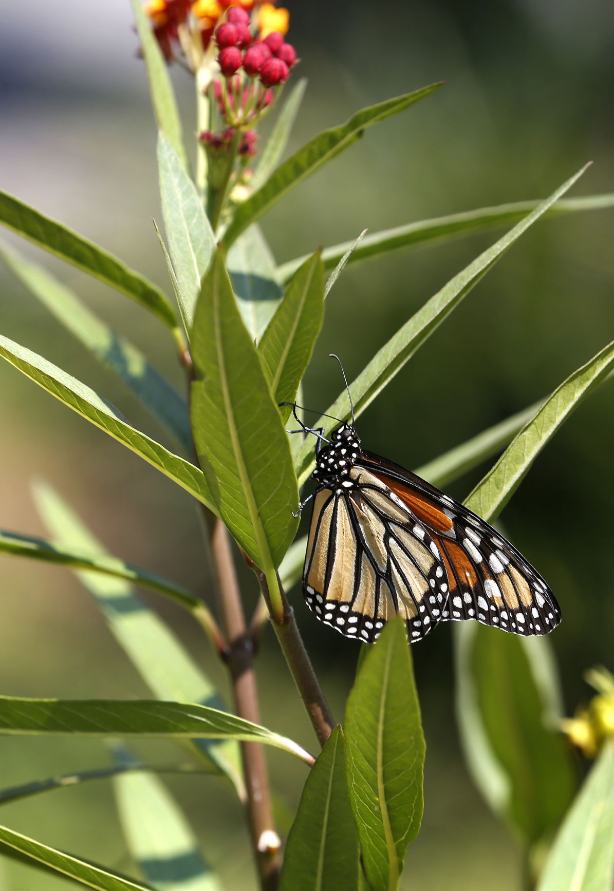 20200XXX_MET_MONARCH_AWE06